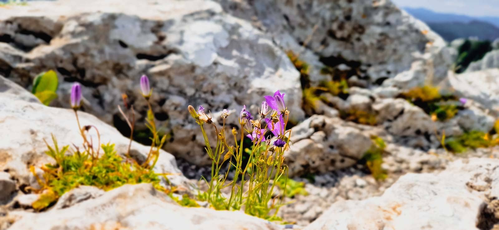 White Rocks - flowers on the top